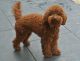 Poodle Puppies for sale in Charleston, SC, USA. price: NA