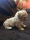 Poodle Puppies for sale in Pasco, WA 99301, USA. price: NA