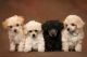 Poodle Puppies for sale in New York, IA 50238, USA. price: NA