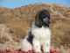Poodle Puppies for sale in Quail Valley, CA 92587, USA. price: NA