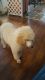 Poodle Puppies for sale in Gadsden, AL, USA. price: NA
