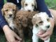 Poodle Puppies for sale in Colorado St, Austin, TX 78701, USA. price: NA