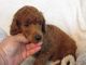 Poodle Puppies for sale in Brooksville, FL 34601, USA. price: $2