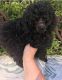 Poodle Puppies for sale in St Paul, MN, USA. price: NA