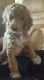Poodle Puppies for sale in Montreal, QC H3T 1L5, Canada. price: $700
