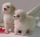 Poodle Puppies for sale in Maryland Rd, Willow Grove, PA 19090, USA. price: NA