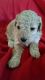 Poodle Puppies for sale in Austin, TX, USA. price: $500