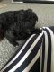 Poodle Puppies for sale in Salt Lake City, UT, USA. price: $500