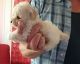 Poodle Puppies for sale in Lafayette, IN, USA. price: NA