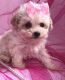 Poodle Puppies for sale in Wilmington, DE, USA. price: NA