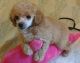 Poodle Puppies for sale in Wilmington, DE, USA. price: $400