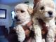 Poodle Puppies for sale in San Diego, CA, USA. price: NA