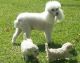 Poodle Puppies for sale in Indianapolis Blvd, Hammond, IN, USA. price: NA