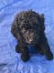 Poodle Puppies for sale in Lehigh Acres, FL, USA. price: $1,200