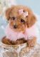 Poodle Puppies for sale in Portland, OR, USA. price: NA