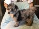 Poodle Puppies for sale in La Pine, OR 97739, USA. price: NA