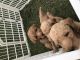 Poodle Puppies for sale in Philadelphia, PA, USA. price: NA