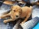 Poodle Puppies for sale in Colorado Springs, CO, USA. price: NA