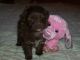 Poodle Puppies for sale in Elkland, MO 65644, USA. price: NA