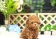 Poodle Puppies for sale in Charlotte, NC, USA. price: $450