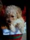Poodle Puppies for sale in Lafayette, IN, USA. price: NA