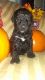Poodle Puppies for sale in Paris, KY 40361, USA. price: NA