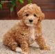 Poodle Puppies for sale in Ohio St, Lawrence, KS, USA. price: NA