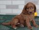Poodle Puppies for sale in FL-535, Orlando, FL, USA. price: NA