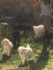 Poodle Puppies for sale in Reno, NV 89506, USA. price: NA
