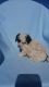 Poodle Puppies for sale in Pahrump, NV, USA. price: NA