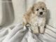 Poodle Puppies for sale in TX-249, Houston, TX, USA. price: NA