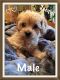 Poodle Puppies for sale in Chillicothe, OH 45601, USA. price: NA