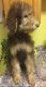 Poodle Puppies for sale in Jeannette, PA, USA. price: NA