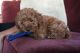 Poodle Puppies for sale in Philadelphia, IL 62691, USA. price: NA