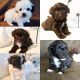 Poodle Puppies for sale in Keystone, IN 46759, USA. price: NA