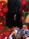 Poodle Puppies for sale in Olean, NY 14760, USA. price: NA