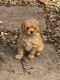 Poodle Puppies for sale in Navasota, TX 77868, USA. price: NA