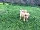 Poodle Puppies for sale in Los Andes St, Lake Forest, CA 92630, USA. price: NA