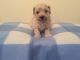 Poodle Puppies for sale in Benton, IL 62812, USA. price: NA