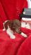 Poodle Puppies for sale in Ozark, MO, USA. price: NA