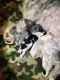 Poodle Puppies for sale in La Pine, OR 97739, USA. price: NA