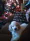 Poodle Puppies for sale in Detroit, MI, USA. price: $1,250