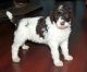 Poodle Puppies for sale in Dorset, OH 44032, USA. price: NA