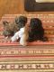 Poodle Puppies for sale in Los Andes St, Lake Forest, CA 92630, USA. price: NA