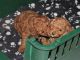 Poodle Puppies for sale in Kane, PA 16735, USA. price: NA