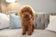 Poodle Puppies for sale in California St, San Francisco, CA, USA. price: NA