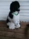 Poodle Puppies for sale in Gainesville, FL, USA. price: NA
