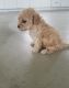 Poodle Puppies for sale in San Jose, CA, USA. price: NA