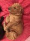 Poodle Puppies for sale in Kentucky, Livonia, MI 48150, USA. price: NA