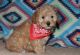 Poodle Puppies for sale in Kentucky, Livonia, MI 48150, USA. price: NA